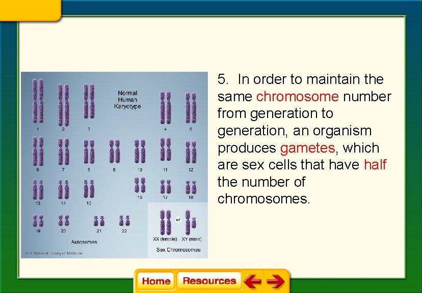 5. In order to maintain the same chromosome number from generation to generation, an 5. In order to maintain the same chromosome number from generation to generation, an