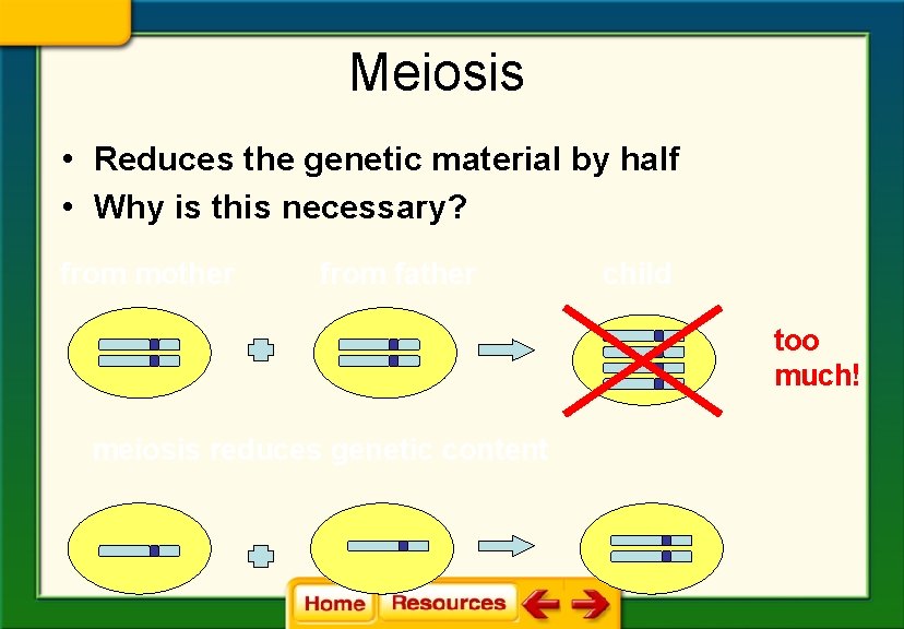 Meiosis • Reduces the genetic material by half • Why is this necessary? from