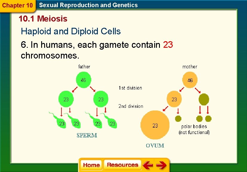 Chapter 10 Sexual Reproduction and Genetics 10. 1 Meiosis Haploid and Diploid Cells 6. Chapter 10 Sexual Reproduction and Genetics 10. 1 Meiosis Haploid and Diploid Cells 6.
