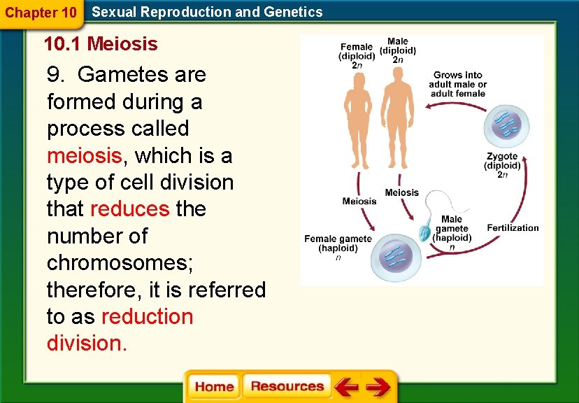 Chapter 10 Sexual Reproduction and Genetics 10. 1 Meiosis 9. Gametes are formed during