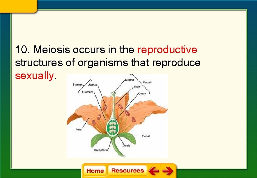 10. Meiosis occurs in the reproductive structures of organisms that reproduce sexually. 10. Meiosis occurs in the reproductive structures of organisms that reproduce sexually.