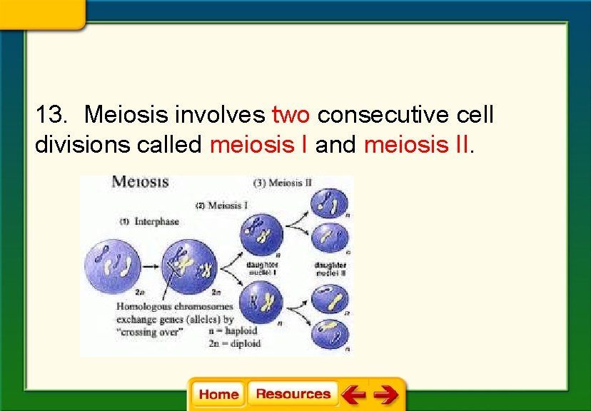 13. Meiosis involves two consecutive cell divisions called meiosis I and meiosis II. 