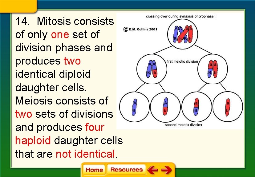 14. Mitosis consists of only one set of division phases and produces two identical