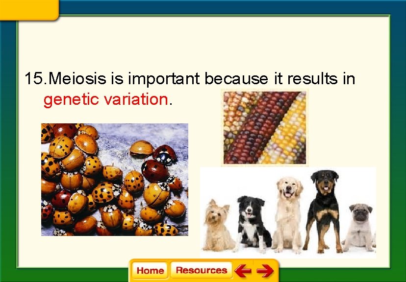 15. Meiosis is important because it results in genetic variation. 