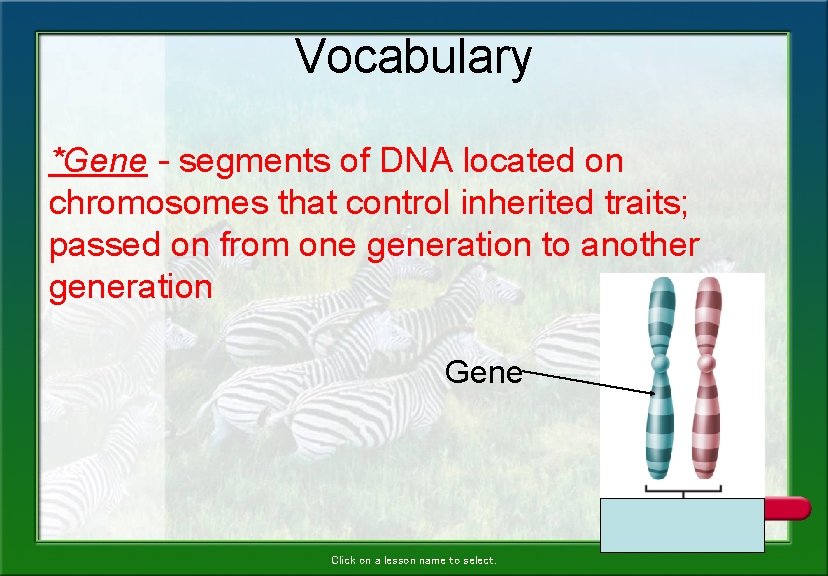 Vocabulary *Gene - segments of DNA located on chromosomes that control inherited traits; passed