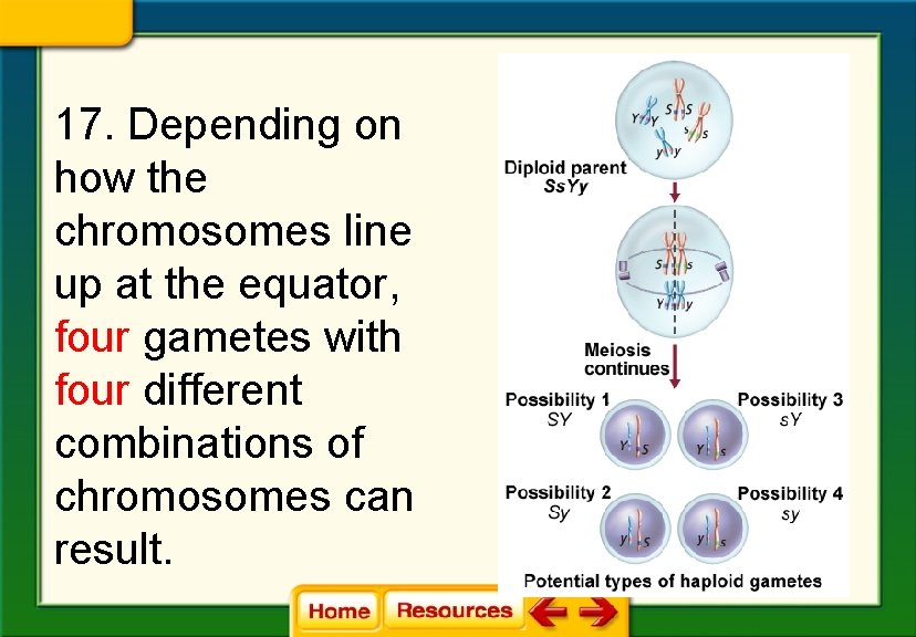 17. Depending on how the chromosomes line up at the equator, four gametes with