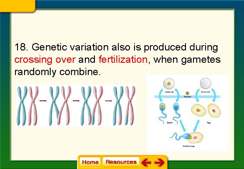 18. Genetic variation also is produced during crossing over and fertilization, when gametes randomly