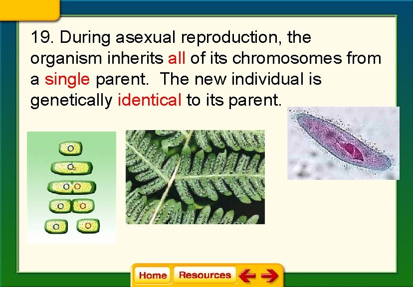 19. During asexual reproduction, the organism inherits all of its chromosomes from a single