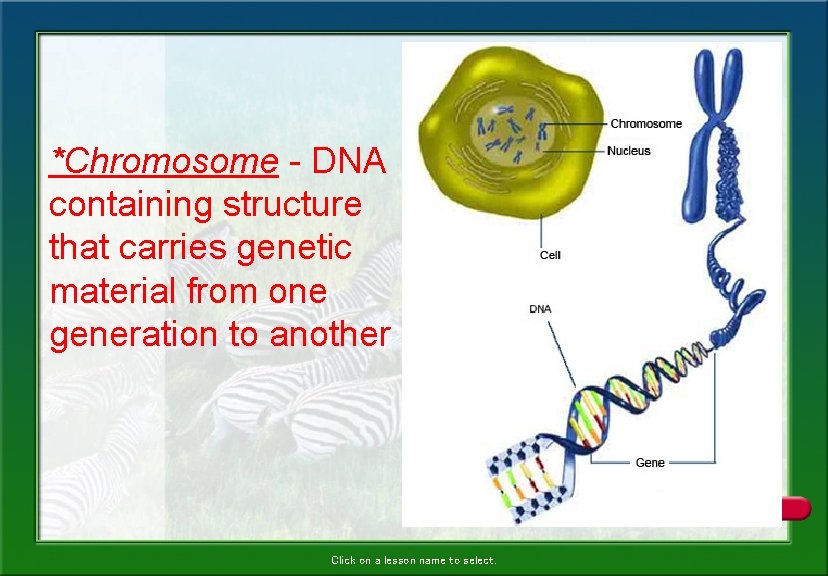 *Chromosome - DNA containing structure that carries genetic material from one generation to another