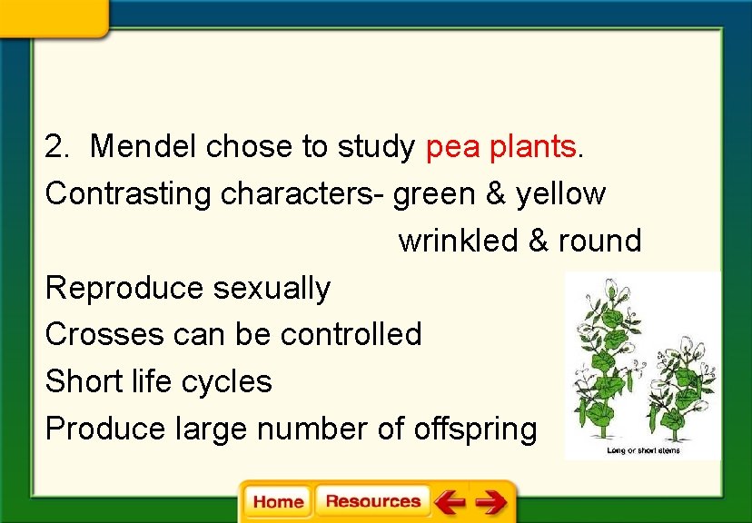 2. Mendel chose to study pea plants. Contrasting characters- green & yellow wrinkled & 2. Mendel chose to study pea plants. Contrasting characters- green & yellow wrinkled &