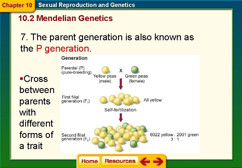 Chapter 10 Sexual Reproduction and Genetics 10. 2 Mendelian Genetics 7. The parent generation Chapter 10 Sexual Reproduction and Genetics 10. 2 Mendelian Genetics 7. The parent generation