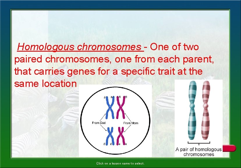 Homologous chromosomes - One of two paired chromosomes, one from each parent, that carries Homologous chromosomes - One of two paired chromosomes, one from each parent, that carries