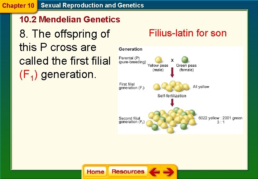 Chapter 10 Sexual Reproduction and Genetics 10. 2 Mendelian Genetics 8. The offspring of