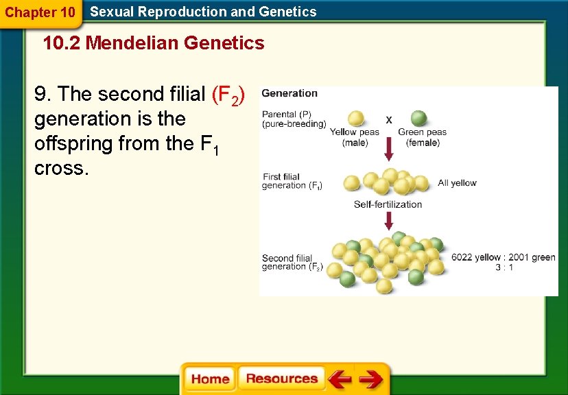 Chapter 10 Sexual Reproduction and Genetics 10. 2 Mendelian Genetics 9. The second filial