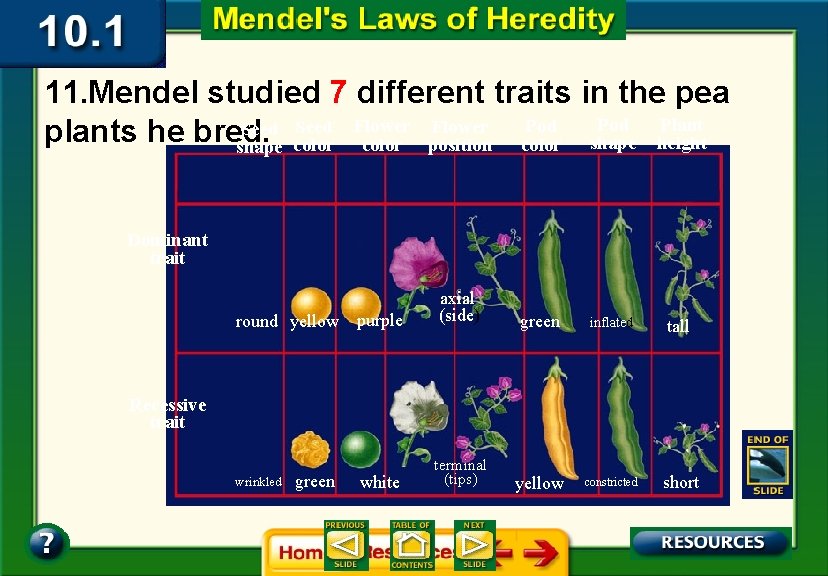 11. Mendel studied 7 different traits in the pea Pod Plant Pod Seed Flower