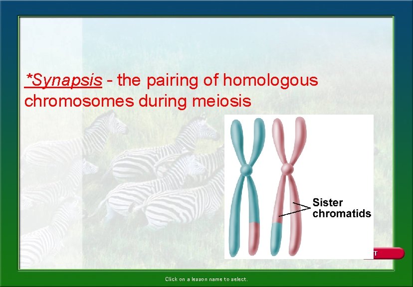 *Synapsis - the pairing of homologous chromosomes during meiosis Click on a lesson name