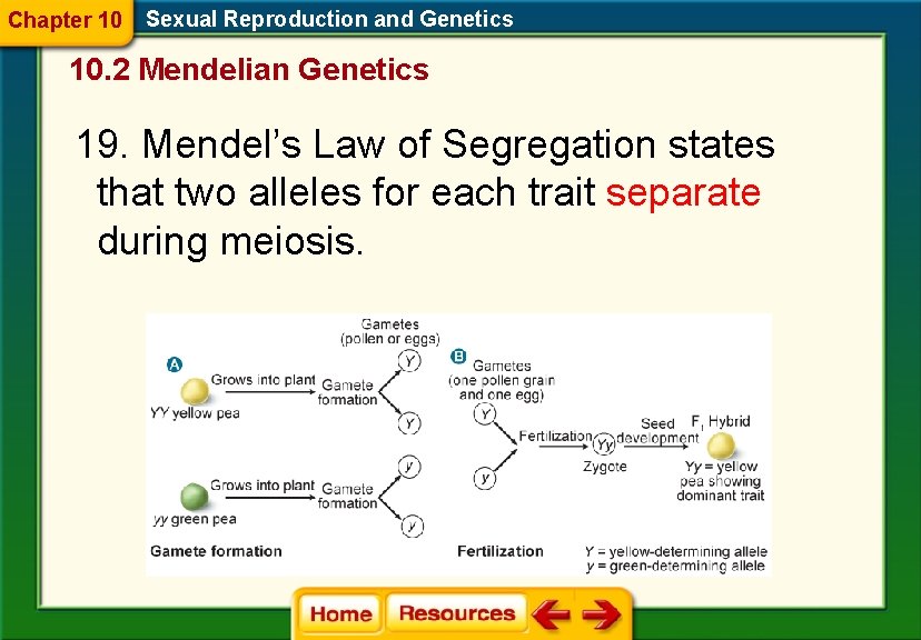 Chapter 10 Sexual Reproduction and Genetics 10. 2 Mendelian Genetics 19. Mendel’s Law of Chapter 10 Sexual Reproduction and Genetics 10. 2 Mendelian Genetics 19. Mendel’s Law of