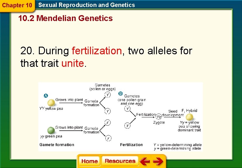 Chapter 10 Sexual Reproduction and Genetics 10. 2 Mendelian Genetics 20. During fertilization, two