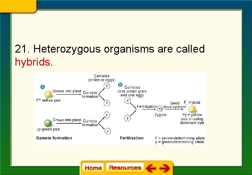 21. Heterozygous organisms are called hybrids. 