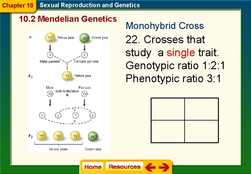 Chapter 10 Sexual Reproduction and Genetics 10. 2 Mendelian Genetics Monohybrid Cross 22. Crosses