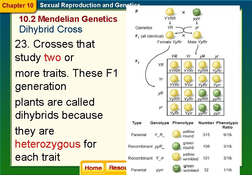 Chapter 10 Sexual Reproduction and Genetics 10. 2 Mendelian Genetics Dihybrid Cross 23. . Chapter 10 Sexual Reproduction and Genetics 10. 2 Mendelian Genetics Dihybrid Cross 23. .