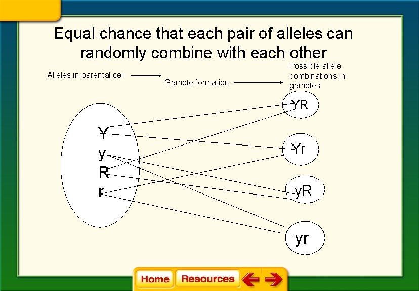 Equal chance that each pair of alleles can randomly combine with each other Alleles