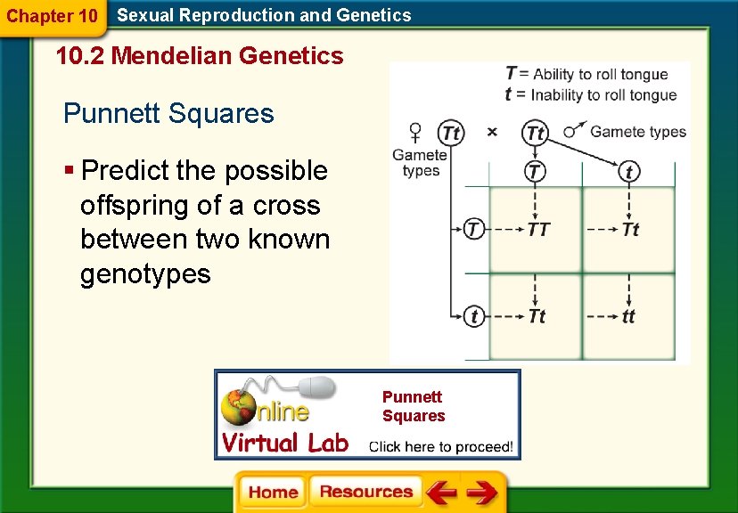 Chapter 10 Sexual Reproduction and Genetics 10. 2 Mendelian Genetics Punnett Squares § Predict