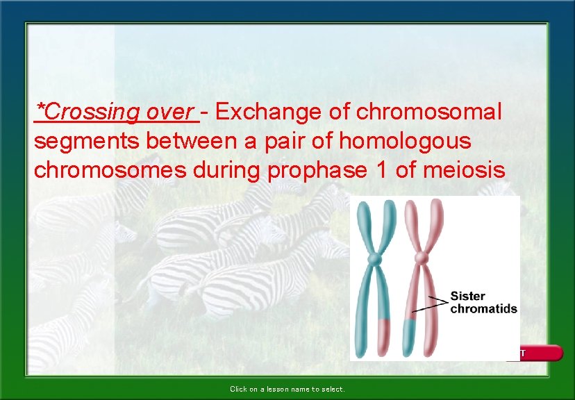 *Crossing over - Exchange of chromosomal segments between a pair of homologous chromosomes during *Crossing over - Exchange of chromosomal segments between a pair of homologous chromosomes during