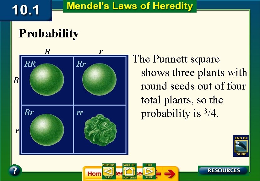 Probability r R RR Rr Rr rr R r The Punnett square shows three Probability r R RR Rr Rr rr R r The Punnett square shows three