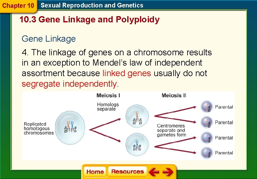 Chapter 10 Sexual Reproduction and Genetics 10. 3 Gene Linkage and Polyploidy Gene Linkage