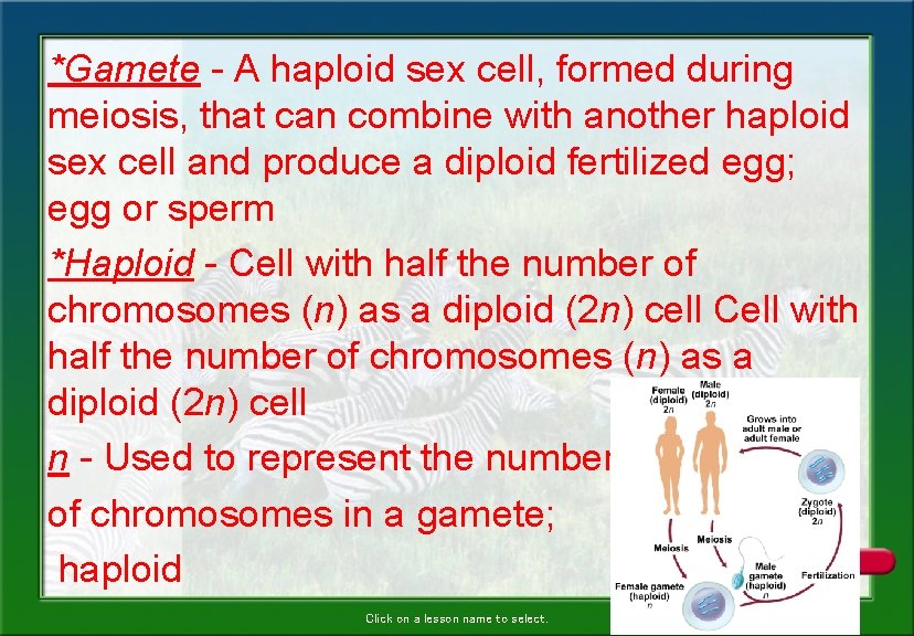 *Gamete - A haploid sex cell, formed during meiosis, that can combine with another *Gamete - A haploid sex cell, formed during meiosis, that can combine with another
