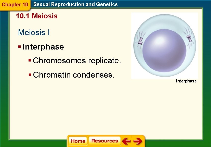 Chapter 10 Sexual Reproduction and Genetics 10. 1 Meiosis I § Interphase § Chromosomes