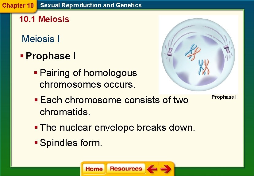 Chapter 10 Sexual Reproduction and Genetics 10. 1 Meiosis I § Prophase I §