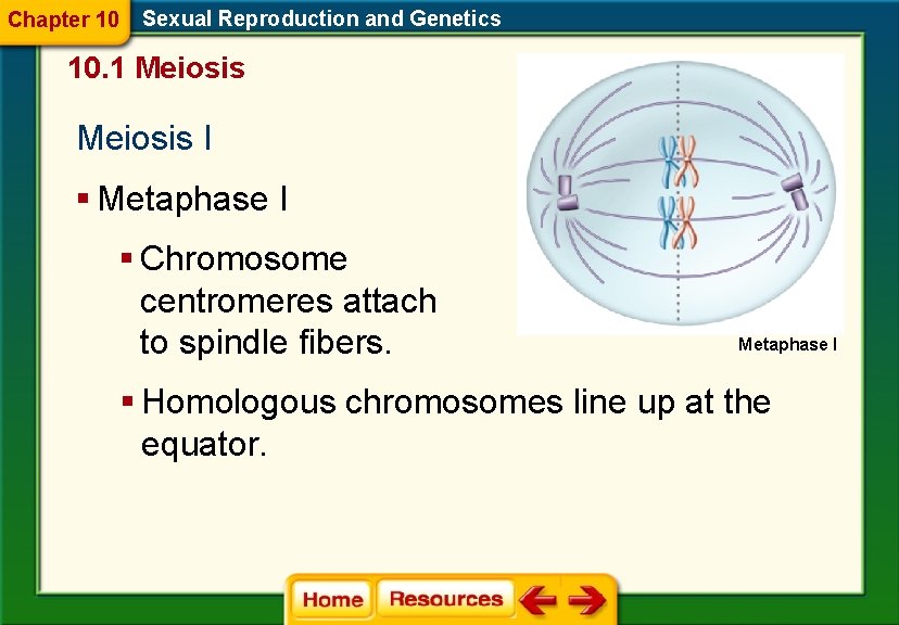 Chapter 10 Sexual Reproduction and Genetics 10. 1 Meiosis I § Metaphase I §