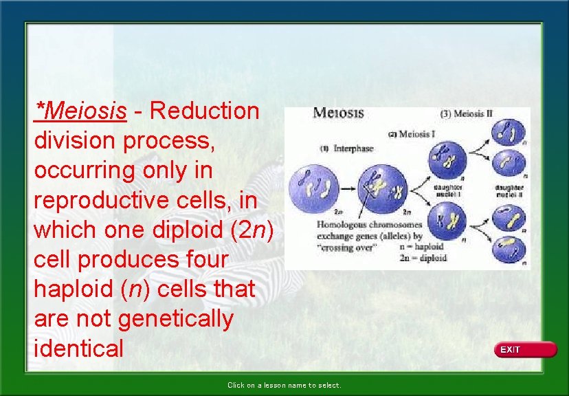 *Meiosis - Reduction division process, occurring only in reproductive cells, in which one diploid