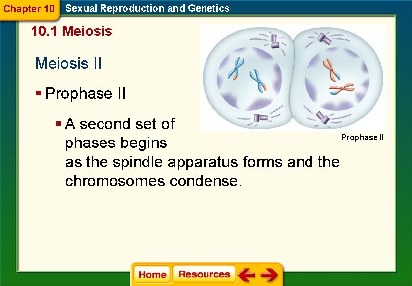 Chapter 10 Sexual Reproduction and Genetics 10. 1 Meiosis II § Prophase II §