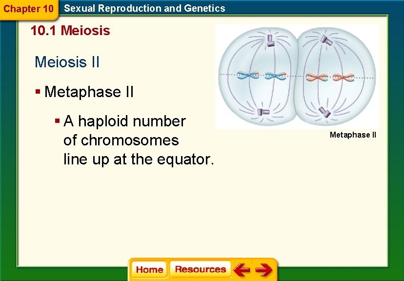 Chapter 10 Sexual Reproduction and Genetics 10. 1 Meiosis II § Metaphase II §