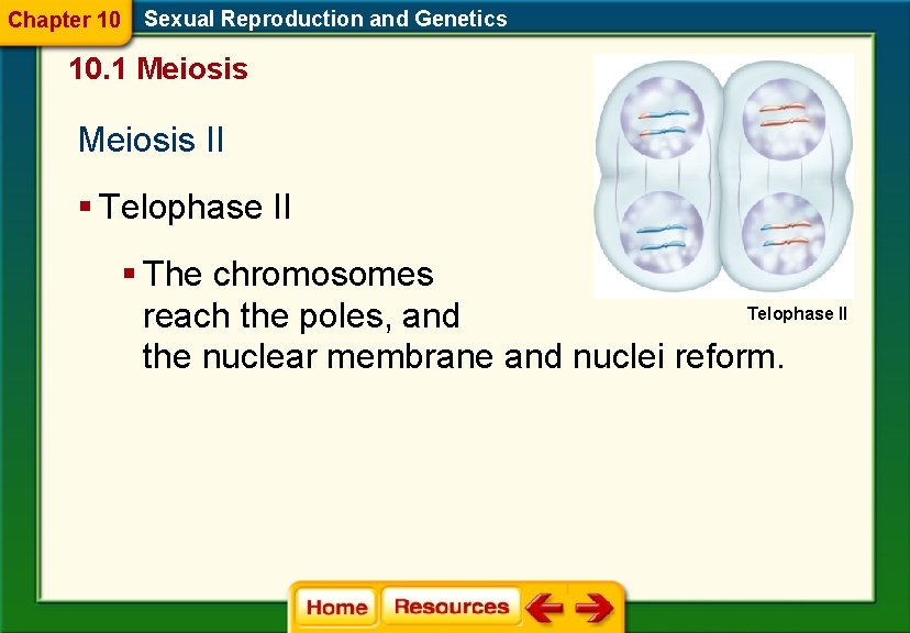 Chapter 10 Sexual Reproduction and Genetics 10. 1 Meiosis II § Telophase II §