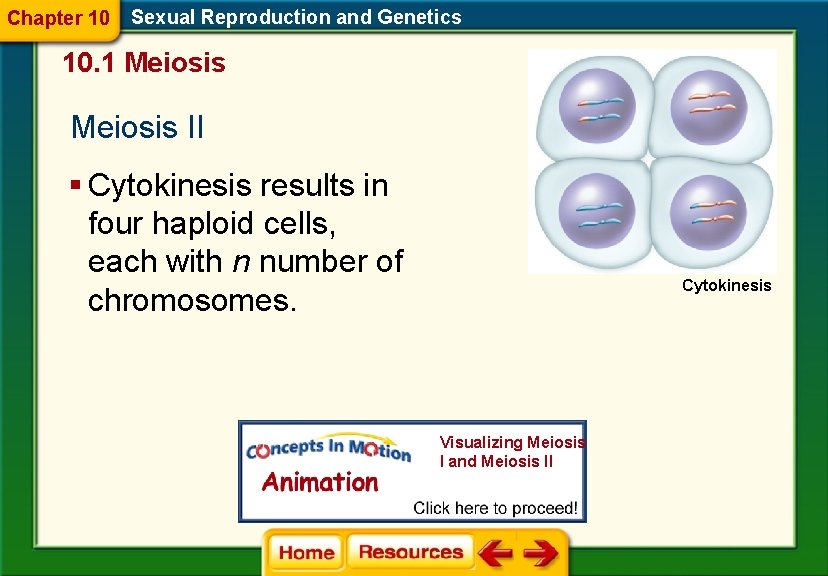 Chapter 10 Sexual Reproduction and Genetics 10. 1 Meiosis II § Cytokinesis results in Chapter 10 Sexual Reproduction and Genetics 10. 1 Meiosis II § Cytokinesis results in