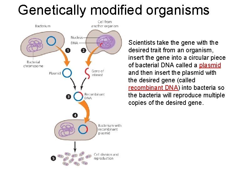 Genetically modified organisms Scientists take the gene with the desired trait from an organism,