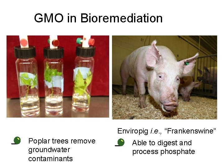 GMO in Bioremediation Enviropig i. e. , “Frankenswine” • Poplar trees remove groundwater contaminants