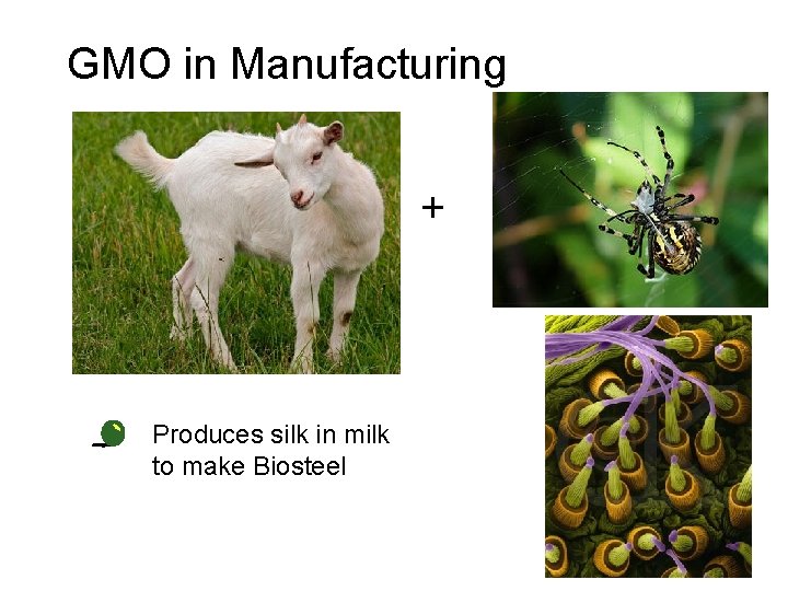 GMO in Manufacturing + • Produces silk in milk to make Biosteel 