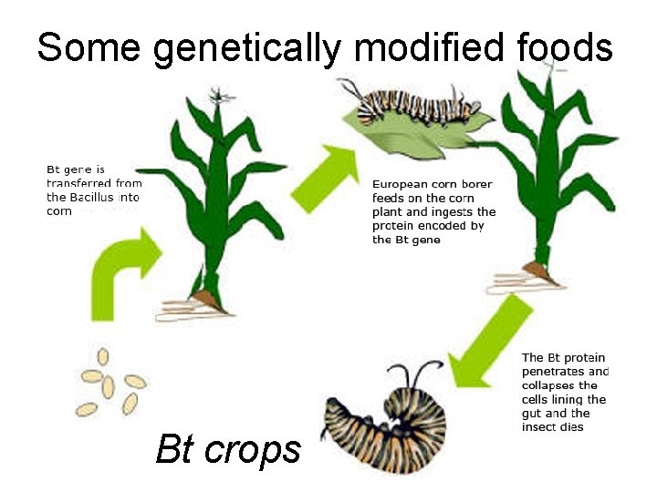 Some genetically modified foods Bt crops 