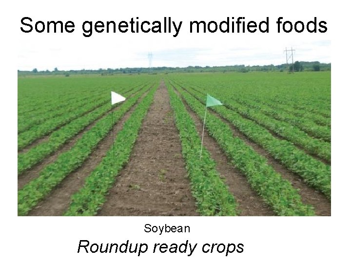 Some genetically modified foods Soybean Roundup ready crops 