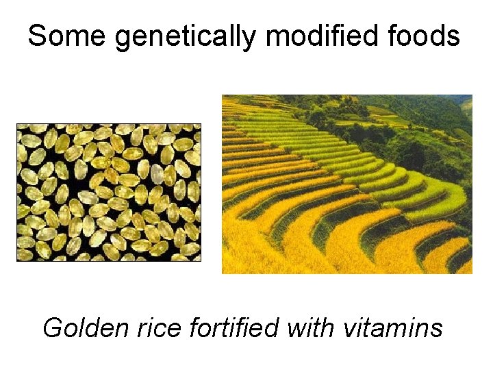 Some genetically modified foods Golden rice fortified with vitamins 