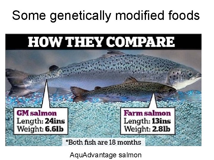 Some genetically modified foods Aqu. Advantage salmon 