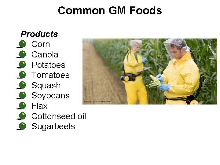 Common GM Foods Products • Corn • Canola • Potatoes • Tomatoes • Squash