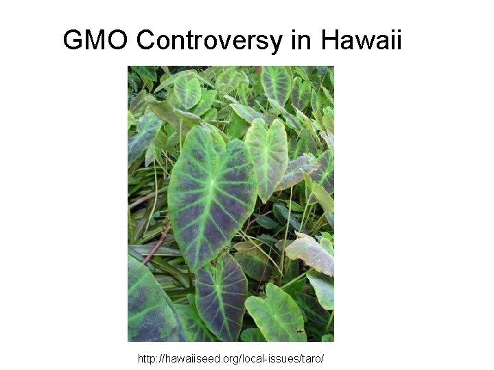 GMO Controversy in Hawaii http: //hawaiiseed. org/local-issues/taro/ 