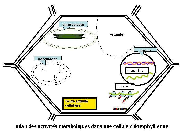 chloroplaste vacuole noyau mitochondrie transcription Traduction Toute activité cellulaire Bilan des activités métaboliques dans