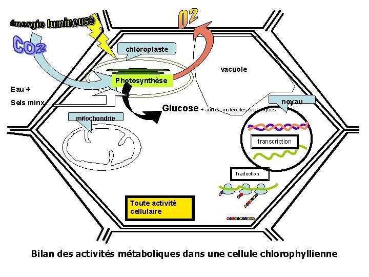 chloroplaste vacuole Photosynthèse Eau + Sels minx Glucose + autres molécules organiques noyau mitochondrie